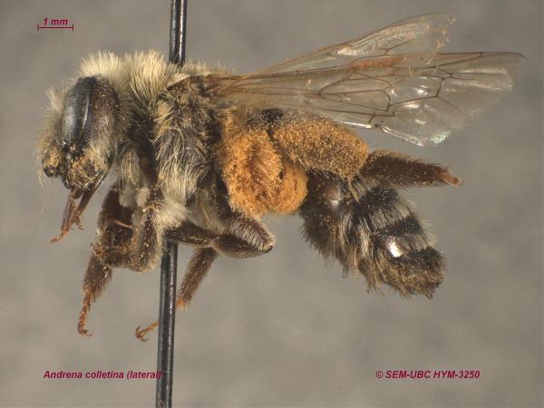 Photo of Andrena colletina by Spencer Entomological Museum
